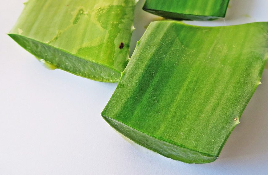 Comment l’Aloe vera améliore la digestion et renforce le système immunitaire